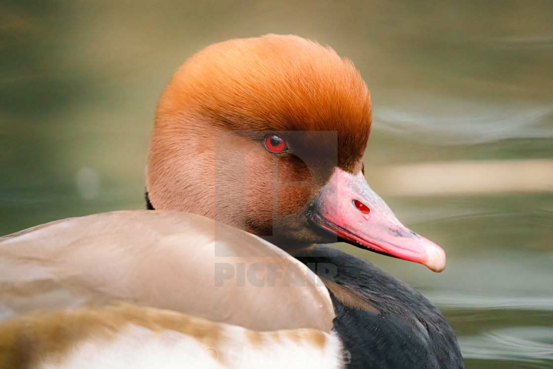 "Portrait of Solitary Pochard (Aythya ferina) male duck in London, Uk" stock image