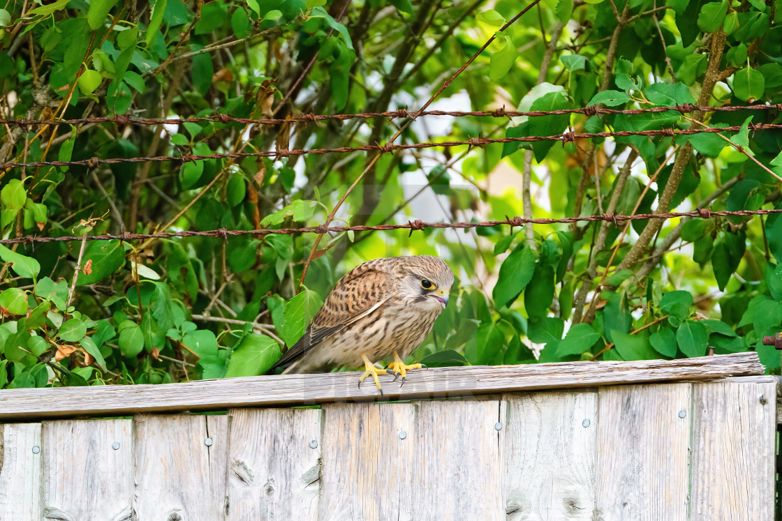 "Common Kestrel (Falco tinnunculus) sitting on a fence in London" stock image