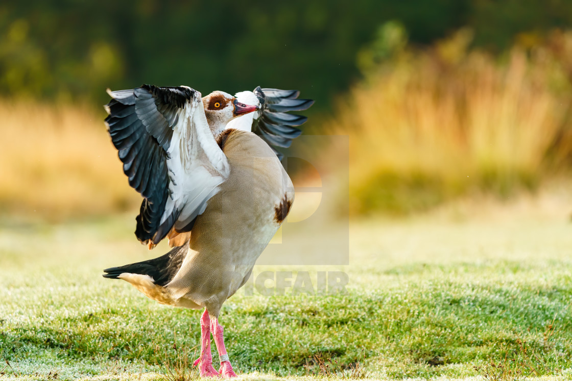 "Egyptian goose (Alopochen aegyptiacus) with it's wings stretched to the..." stock image