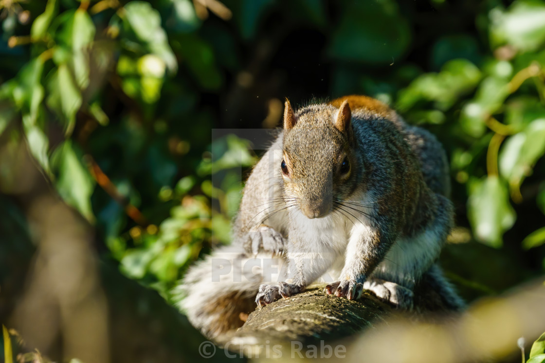 "Gray Squirrel (Sciurus carolinensis) sitting on a rbanch having a scratch, in..." stock image