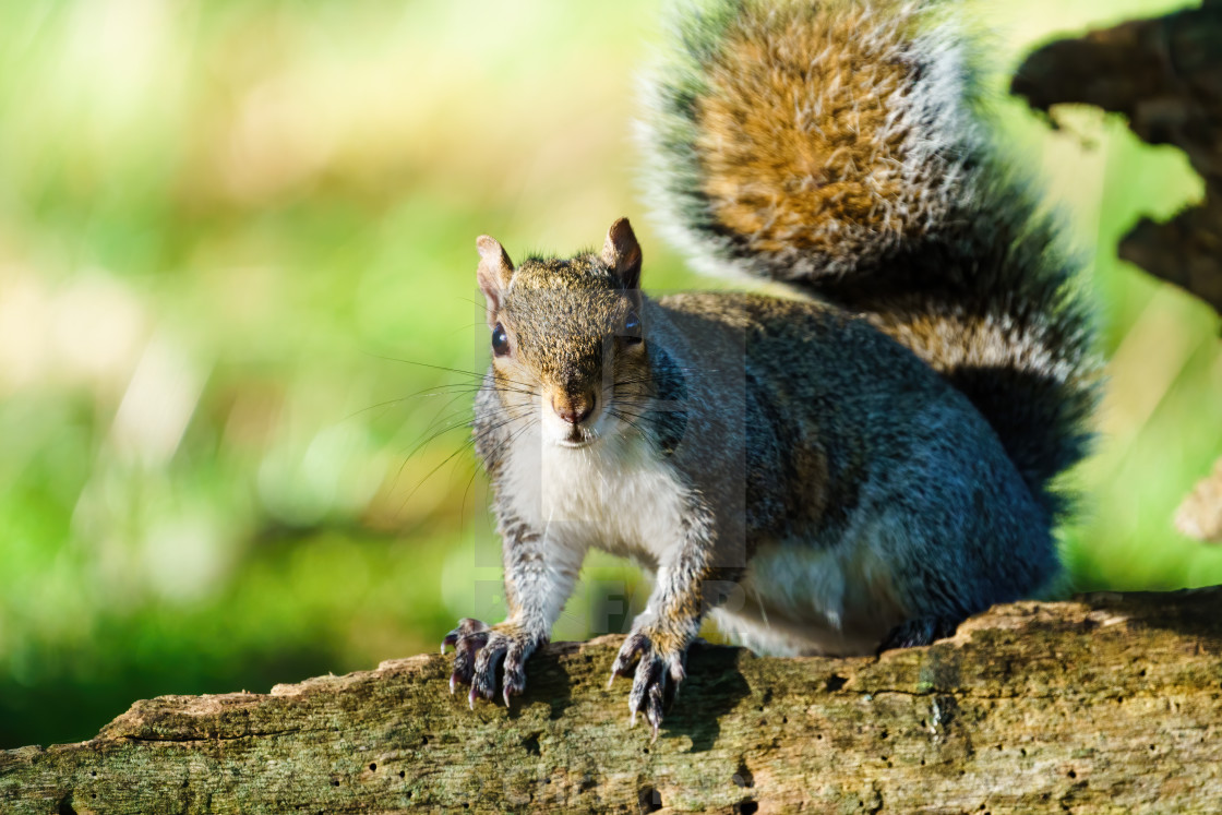 "Gray Squirrel (Sciurus carolinensis) standing on a fallen tree looking at..." stock image