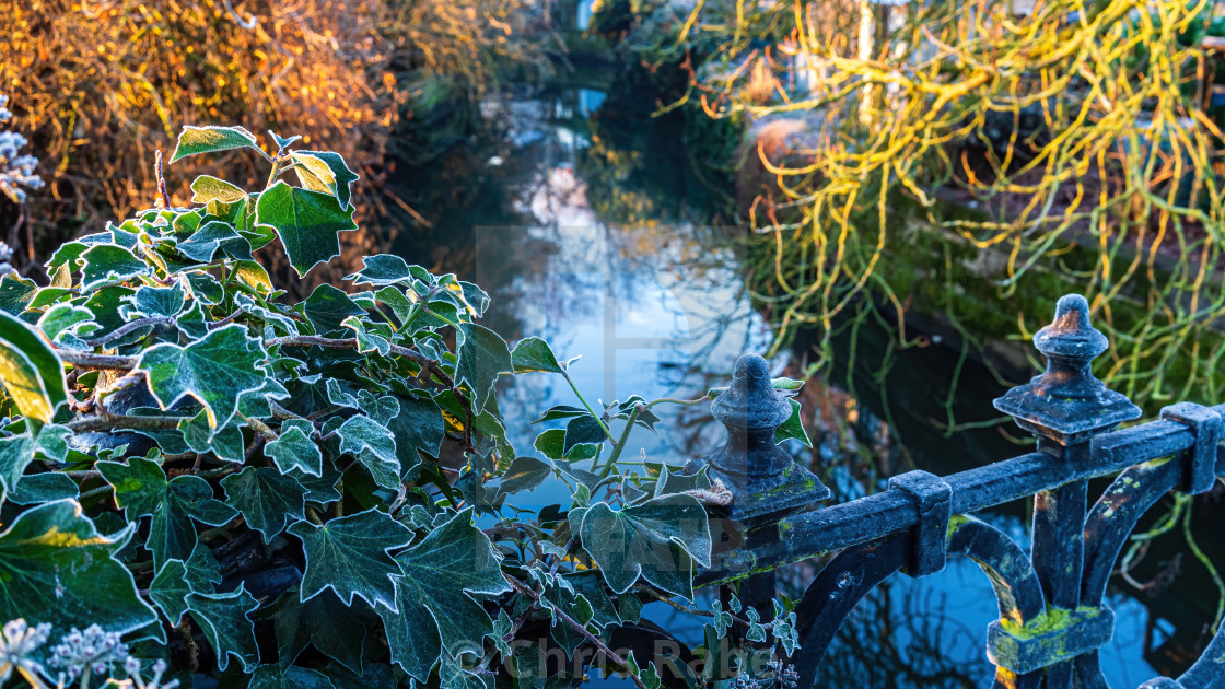 "Frost covered ivy on a bridge rail in early morning ligh over a" stock image