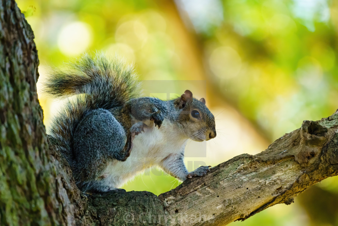 "Gray Squirrel (Sciurus carolinensis) in the shade of a tree having a scratch,..." stock image