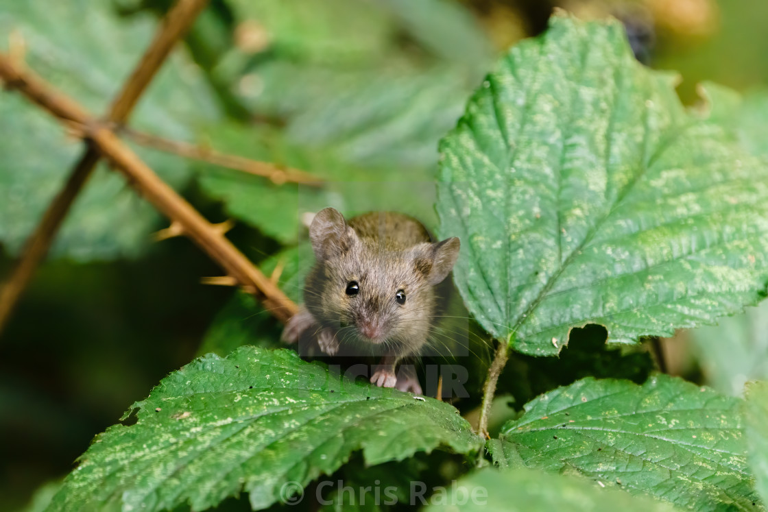 "Wild House Mouse (Mus musculus) climbing on a bush in search of food, looking..." stock image