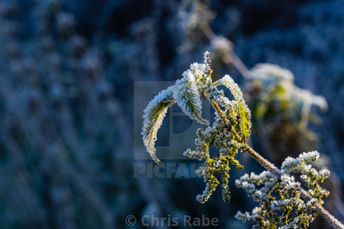 "plant coverd in ice on a cold, frosty winter Morning in Twickenham, London,..." stock image