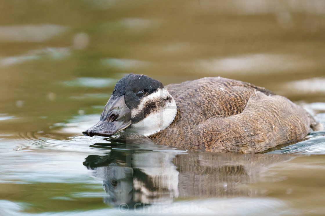 "White-headed Duck (Oxyura leucocephala) female swimming on a pond" stock image