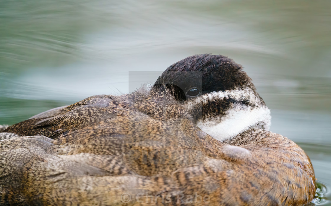 "White-headed Duck (Oxyura leucocephala) resting on a pond with it's head over..." stock image