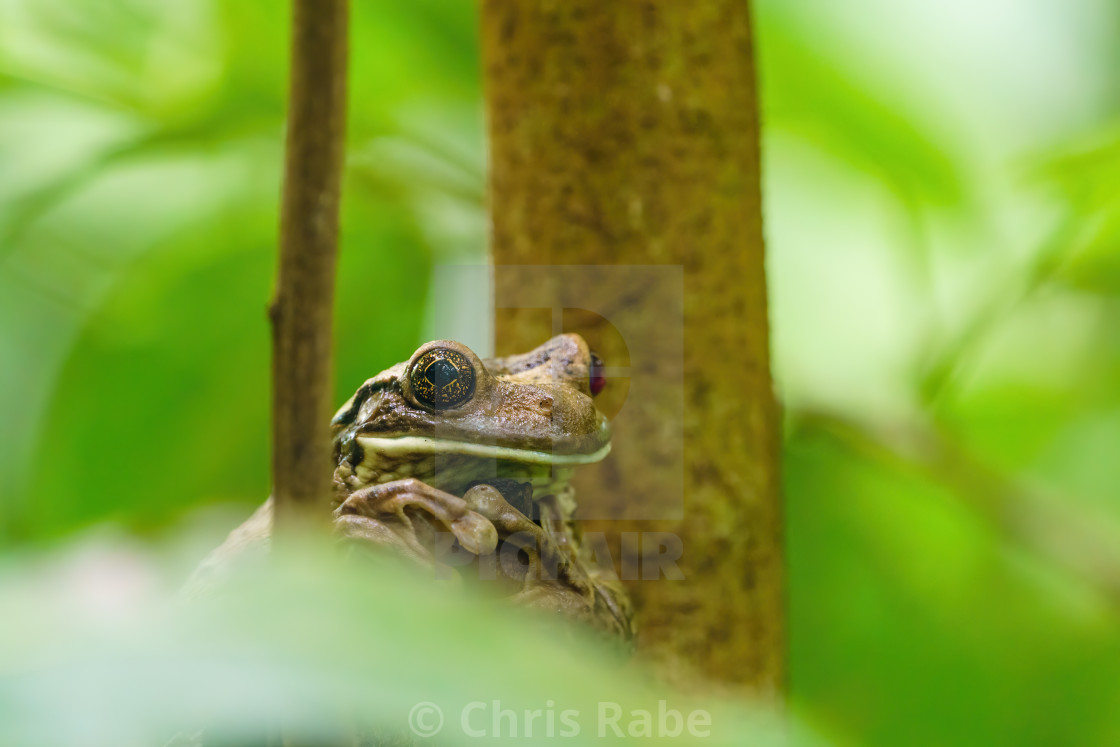 "Veined Tree Frog (Trachycephalus venulosus) in Costa Rica" stock image