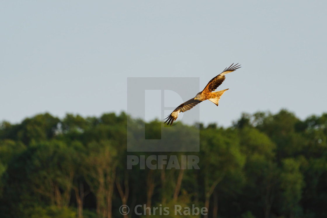 "Red Kite (Milvus milvus)" stock image