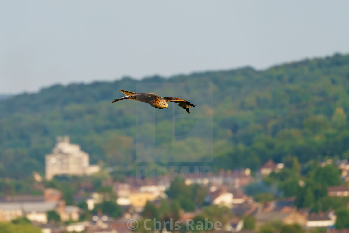 "Red Kite (Milvus milvus)" stock image