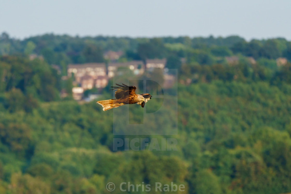 "Red Kite (Milvus milvus)" stock image