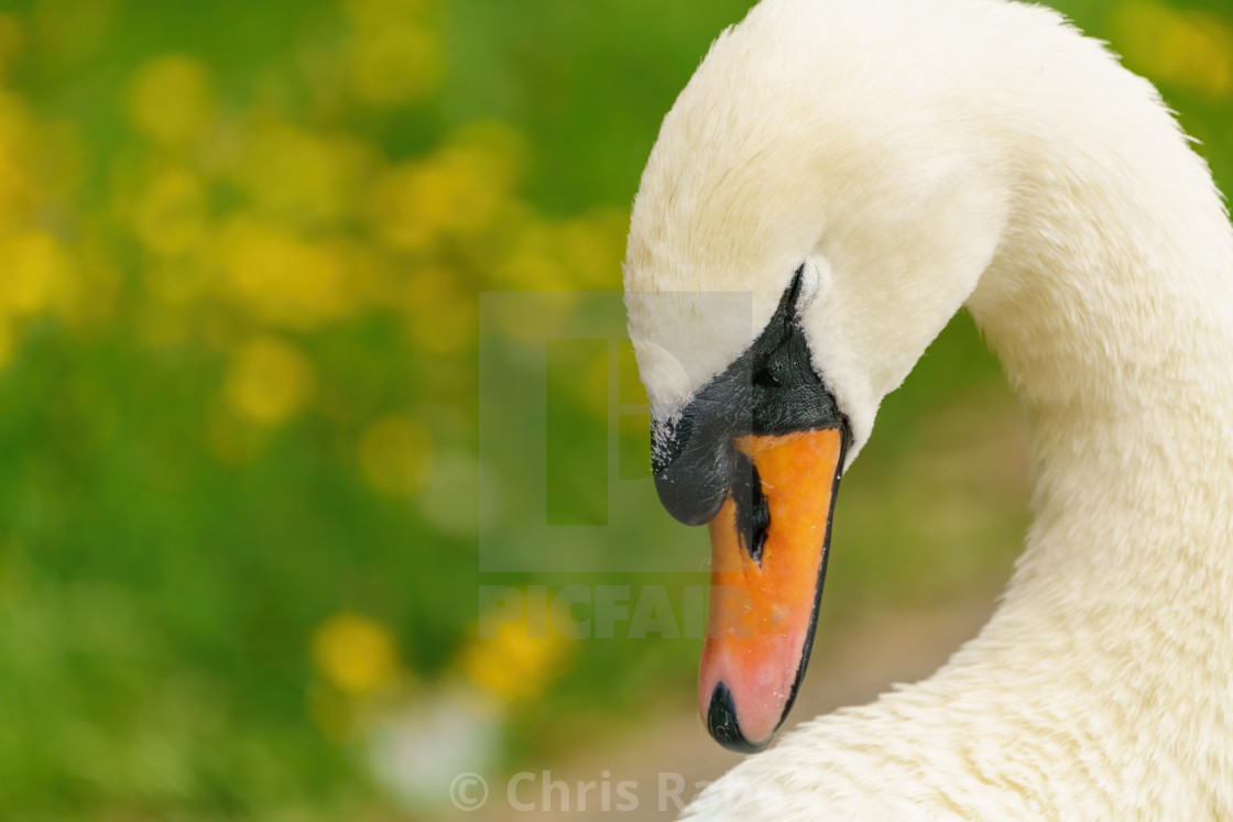 "Mute swan (Cygnus olor), taken in the UK" stock image