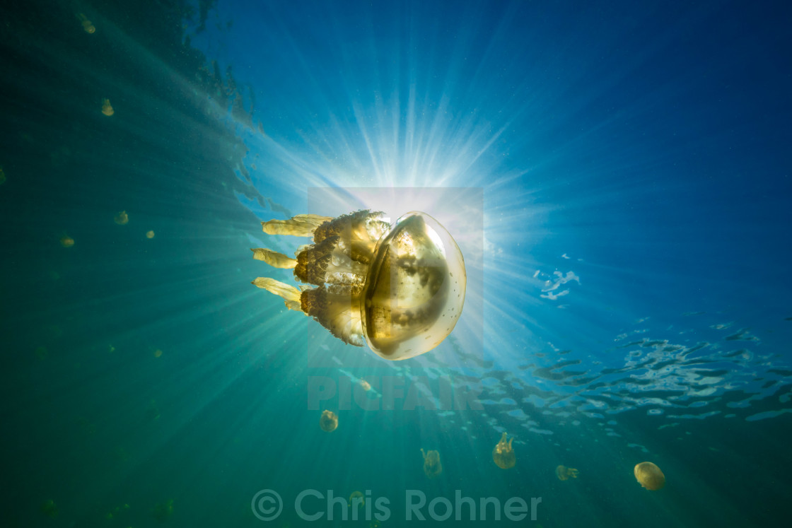 "Jellyfish in the sun" stock image