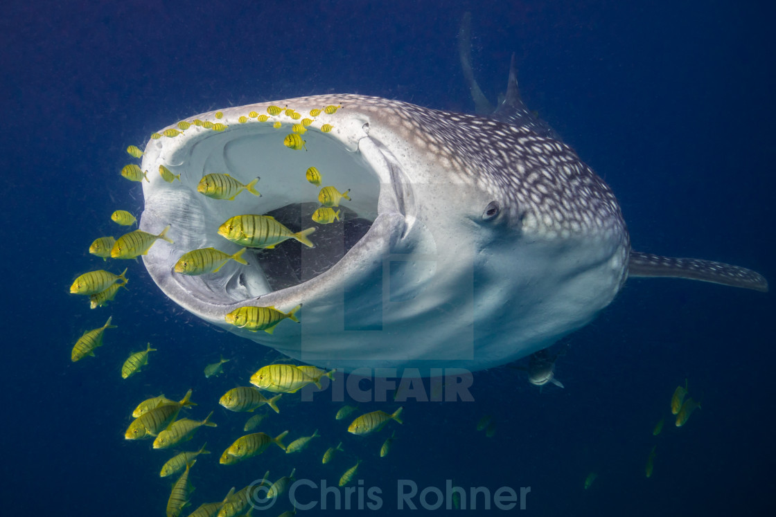 "Hungry whale shark" stock image