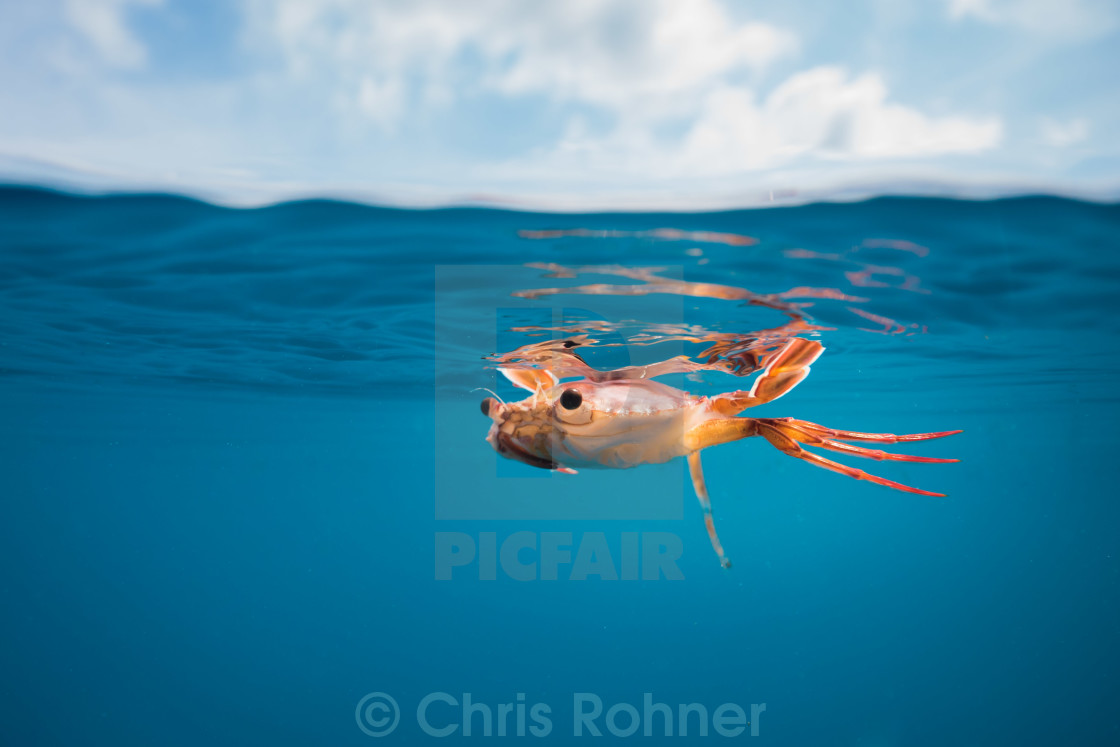 "Swimmer crab over-under" stock image