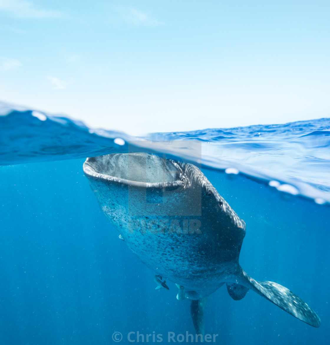 "Sky shark" stock image