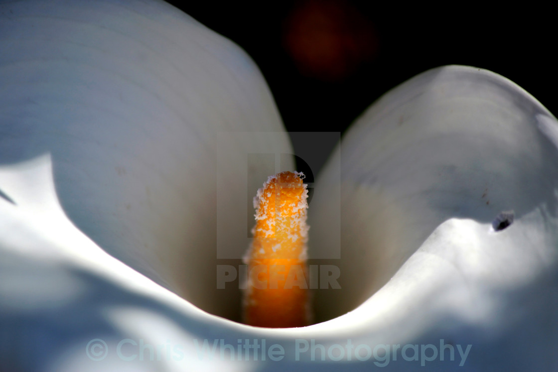 "Macro flower" stock image