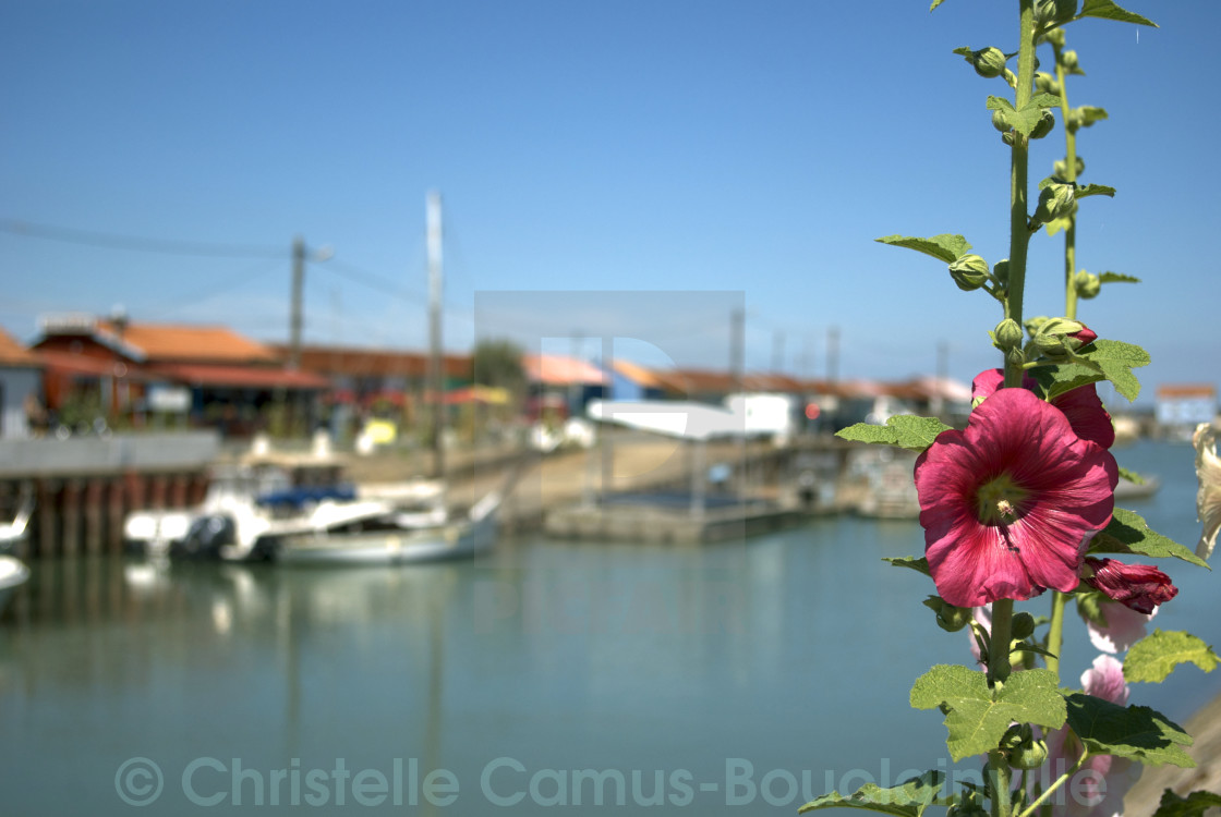 "Hollycock in a small harbour" by Christelle Camus-Bouclainville - $10.73 "Hollycock in a small harbour" stock image