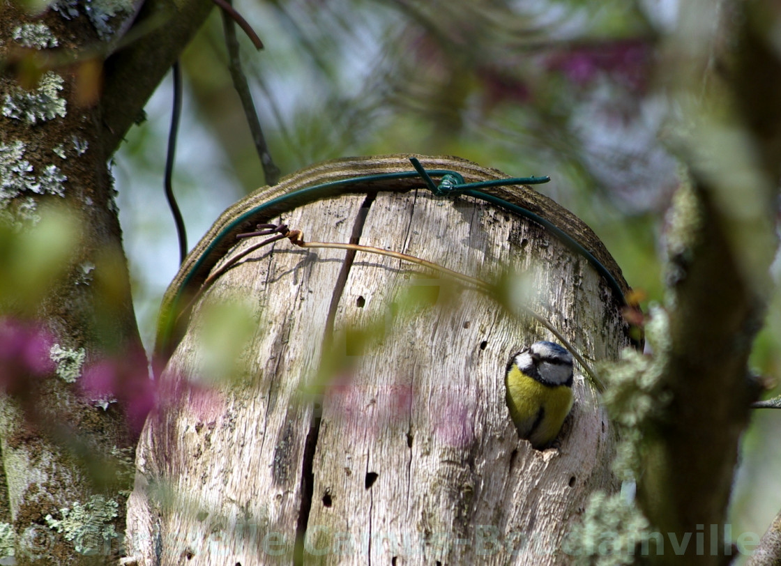 "blue tit in a nest box" by Christelle Camus-Bouclainville - $12.27 "blue tit in a nest box" stock image