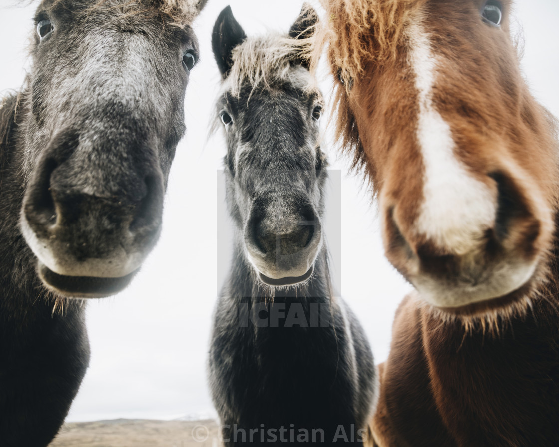 "HORSE ALBUM COVER" stock image