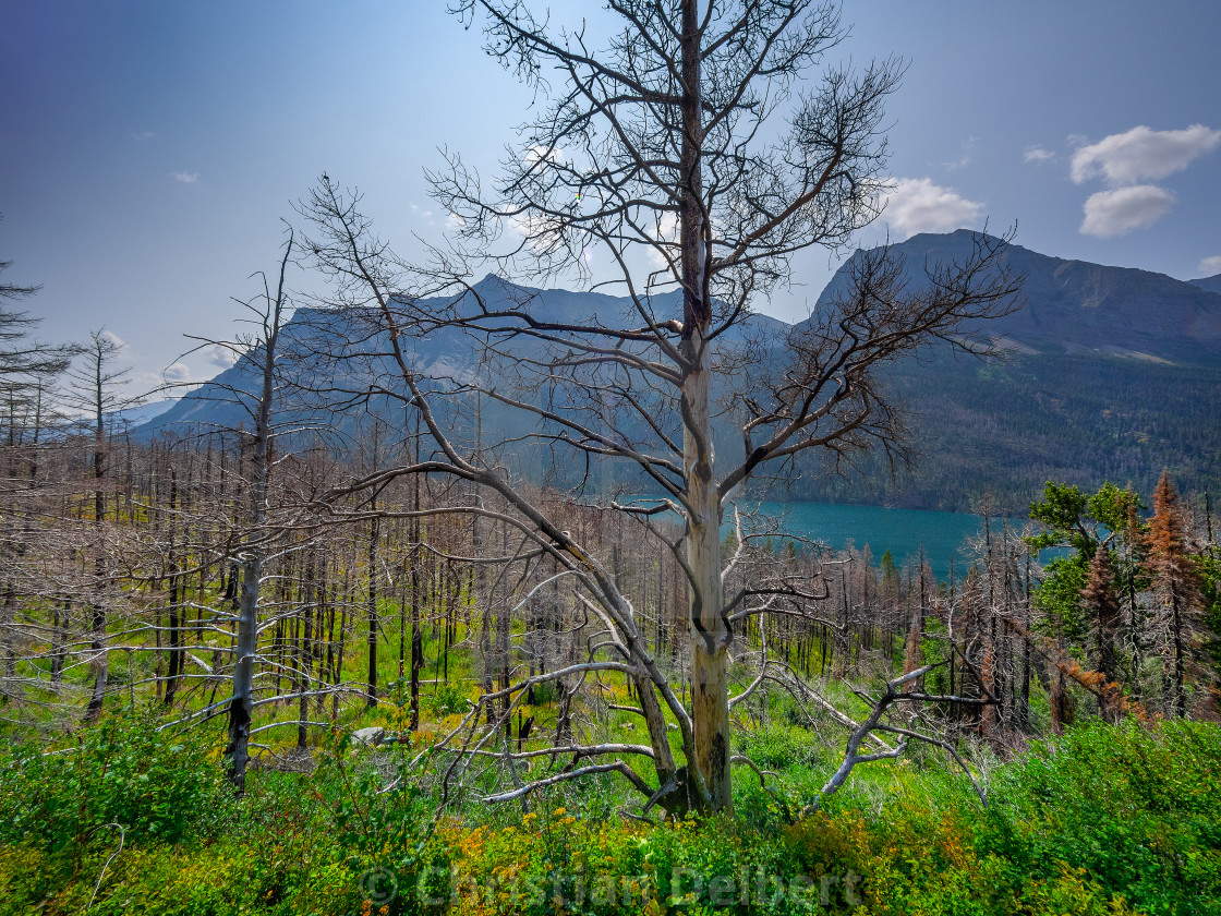 "Lake forest scene" by Christian Delbert - $15.42 "Lake forest scene" stock image