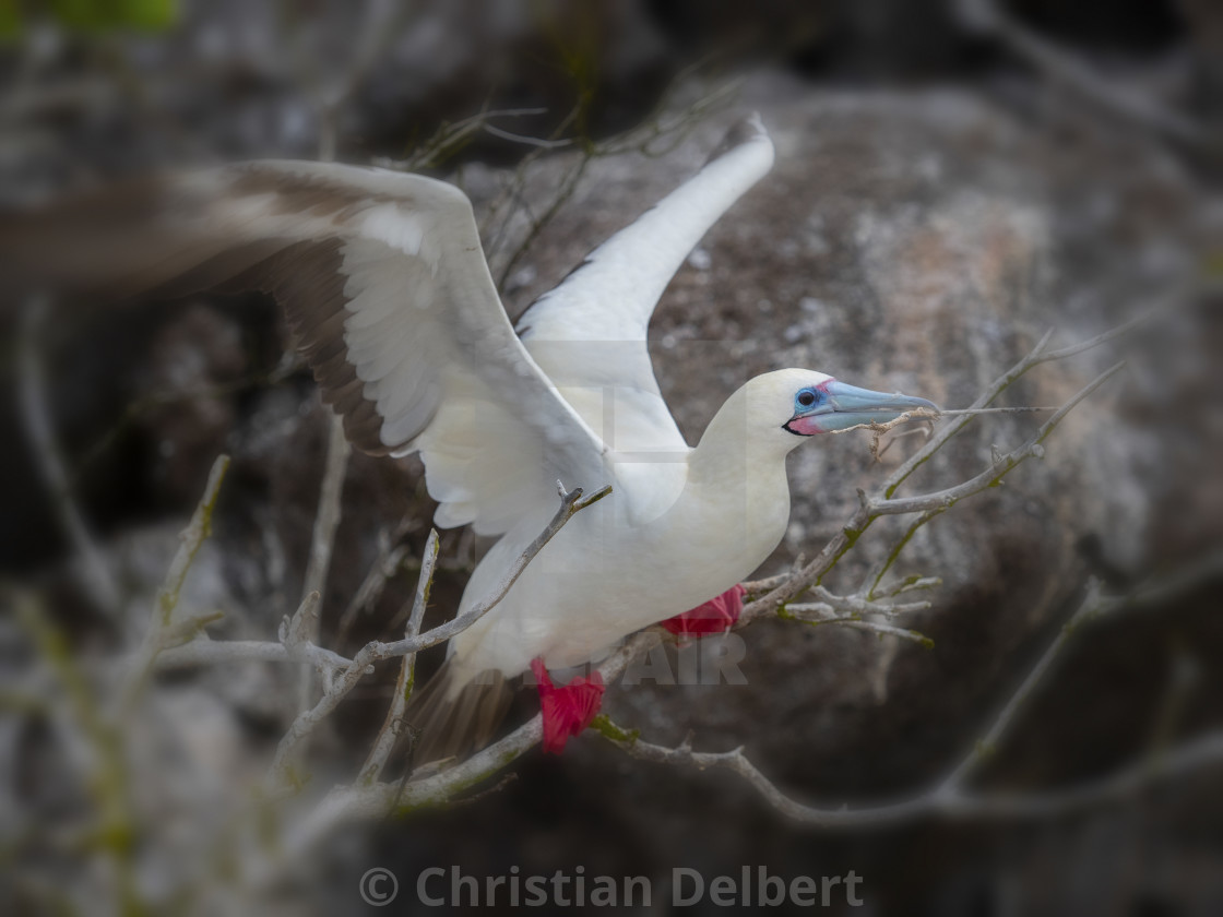 "Red footed Booby bird" by Christian Delbert - $15.42 "Red footed Booby bird" stock image