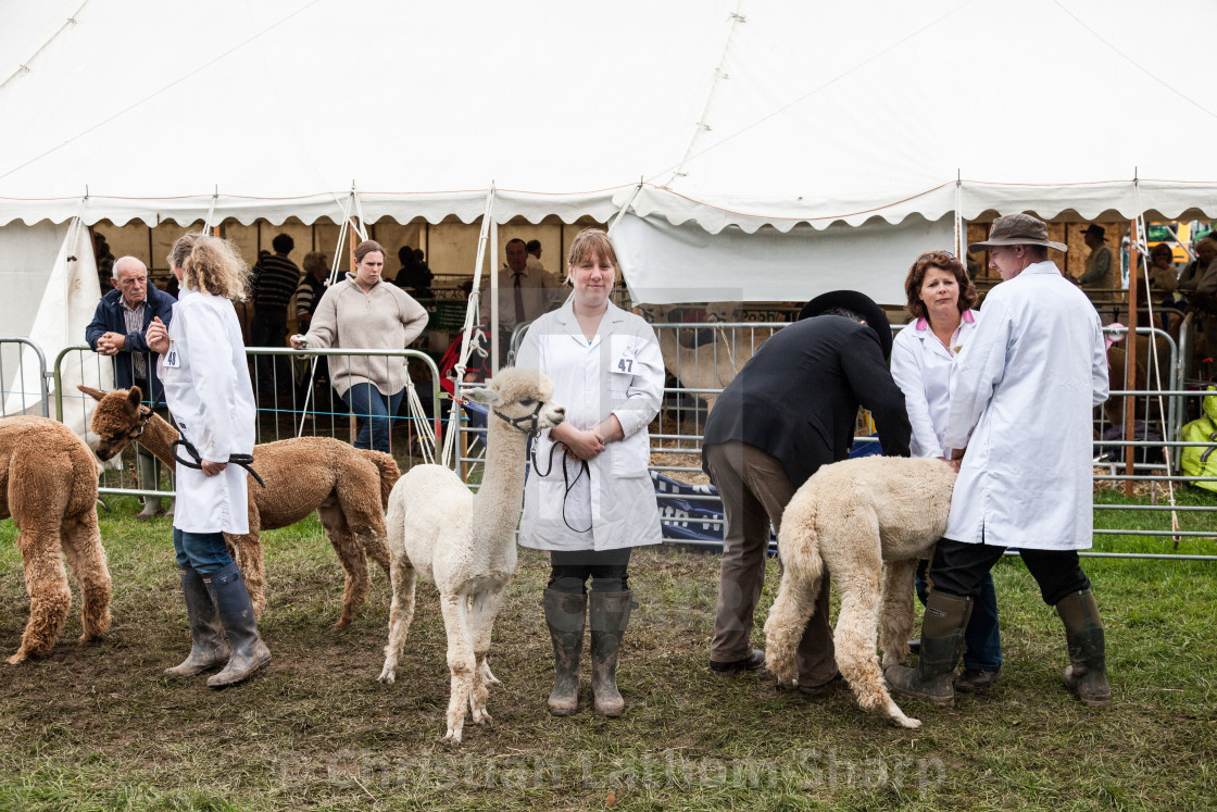 "Best in Show" stock image