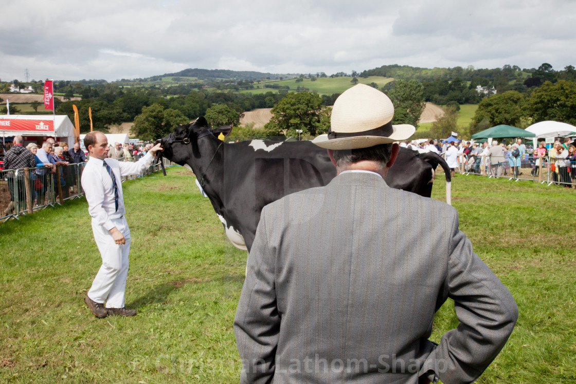 "The Size of a Cow" stock image