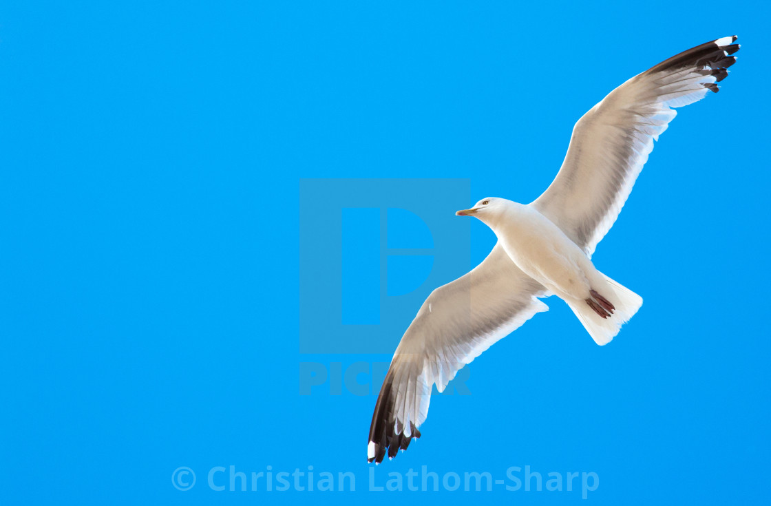 "Seagull in Flight" stock image