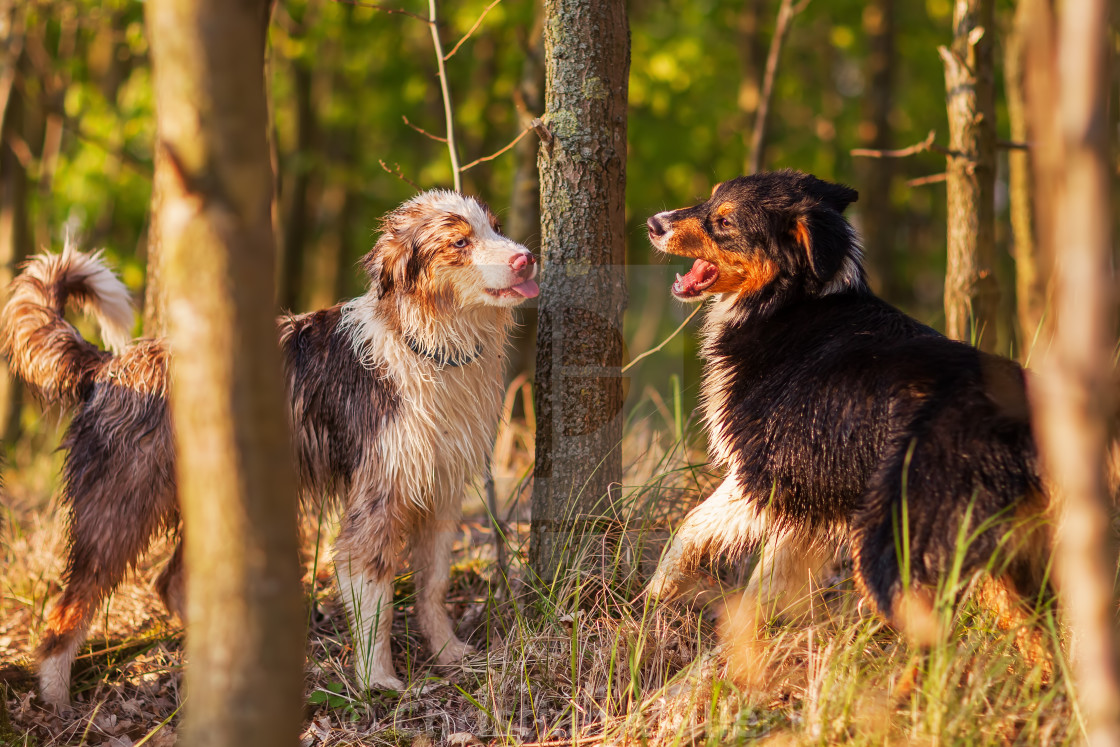 Australian Shepherd Dogs In The Forest License Download
