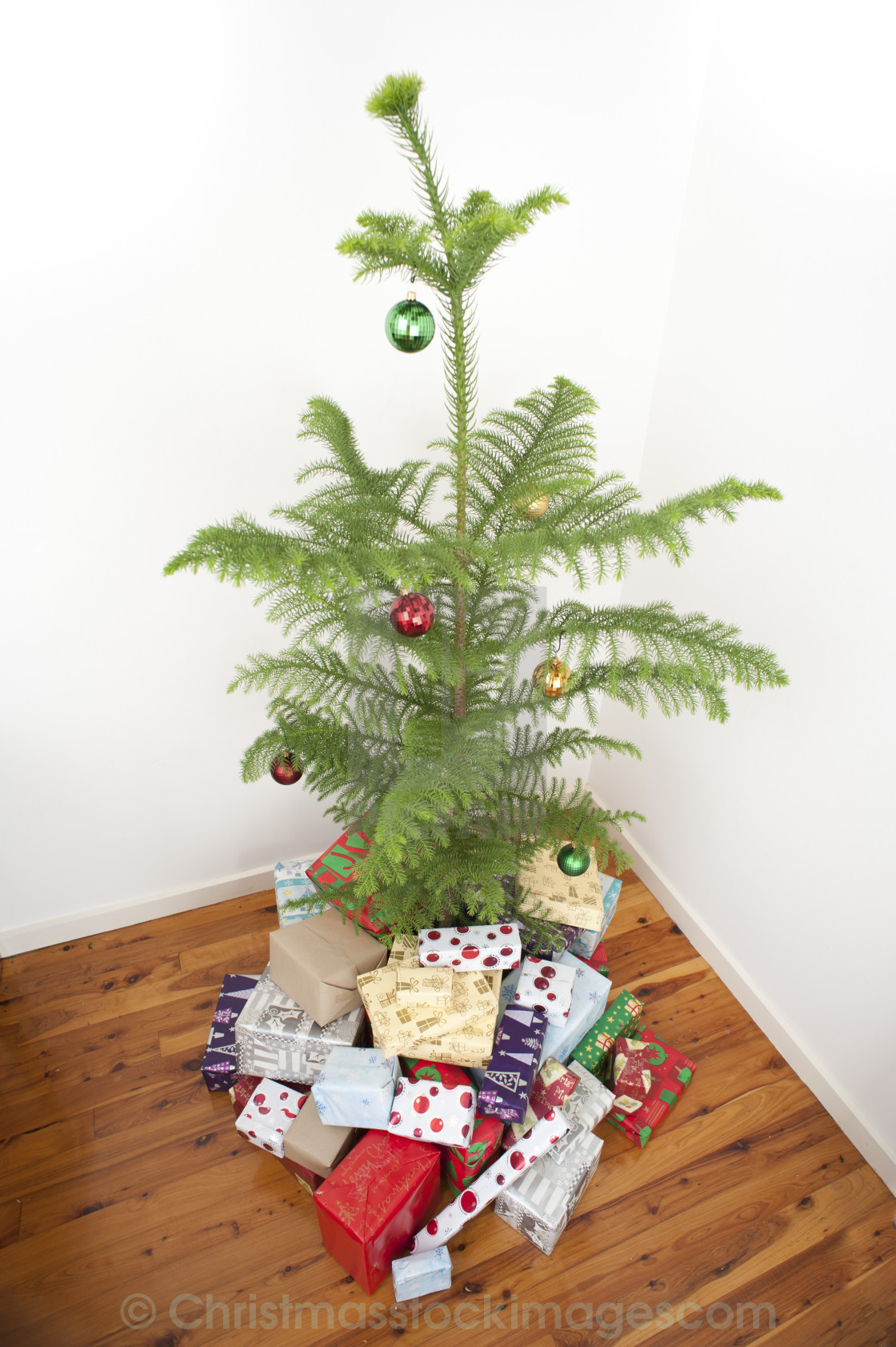 Norfolk Island Pine Christmas Tree License Download Or Print For 4 96 Photos Picfair