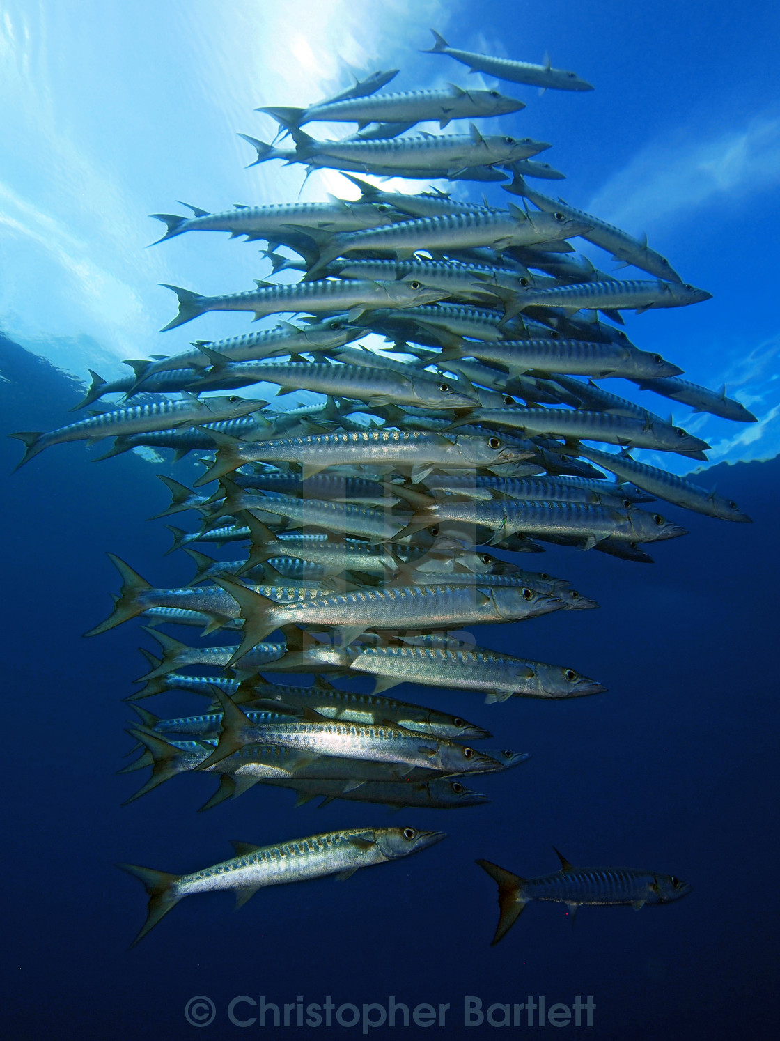 "Barracuda stack" stock image