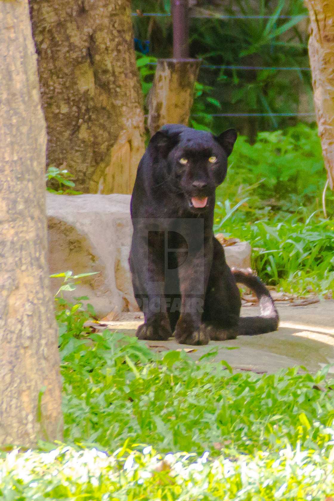 Black tiger, a rare colour variant of the tiger. - License ...