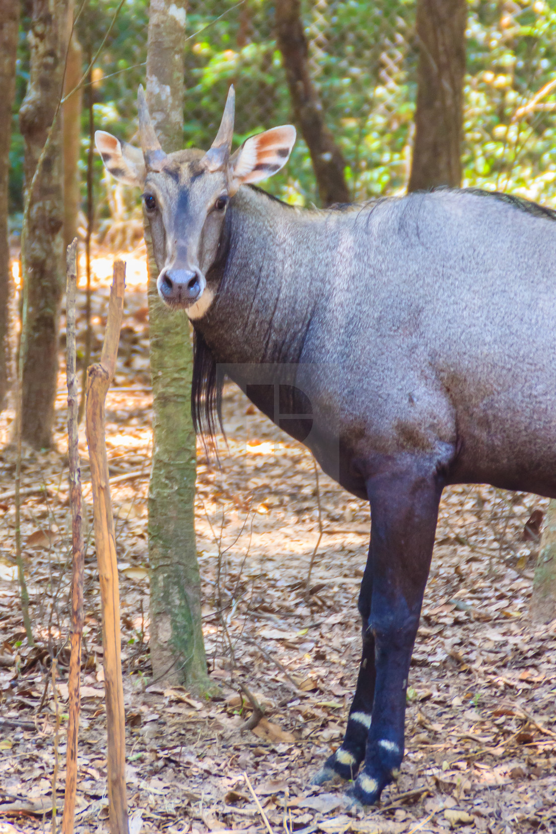 Cute Nilgai (Boselaphus tragocamelus), also known as the nilgau or blue bull. - License, download or print for £ | Photos | Picfair Cute Nilgai (Boselaphus tragocamelus), also known as the nilgau or blue bull. - License, download or print for £ | Photos | Picfair