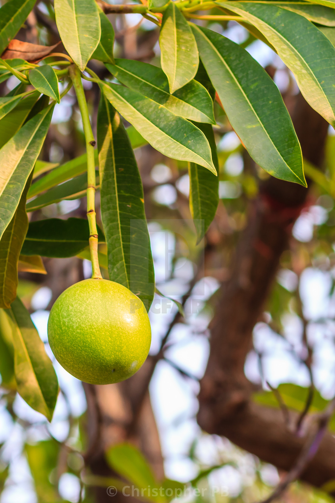 Green Suicide Tree Pong Pong Othalanga Cerbera Oddloam Fruit On Tree License Download Or Print For 1 24 Photos Picfair It bears a fruit known as othalanga (malayalam: https www picfair com pics 06877572 green suicide tree pong pong othalanga cerbera oddloam fruit on tree