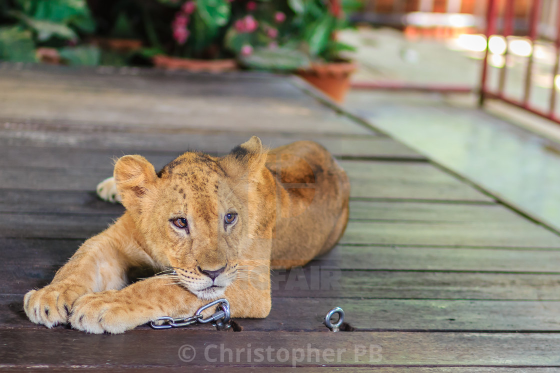 Young Lion Chained Is Lining On The Wooden Floor And Look So Bored