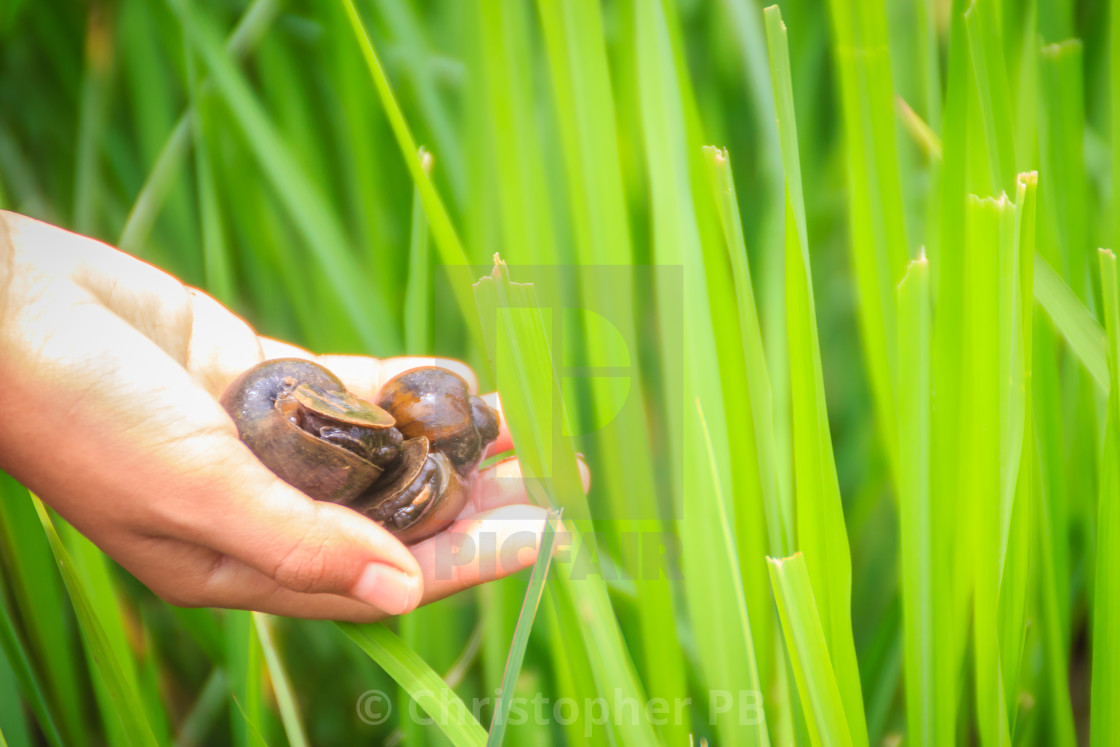 Golden Applesnail Or Channeled Applesnail Pomacea Canaliculata Is Picked By License Download Or Print For 1 24 Photos Picfair