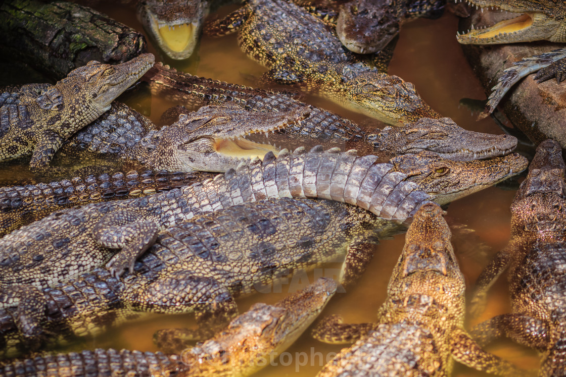 Group Of Many Crocodiles Are Basking In The Concrete Pond