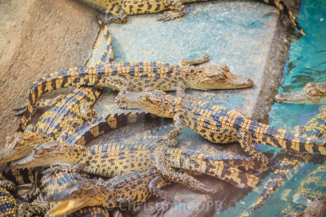 Group Of Many Crocodiles Are Basking In The Concrete Pond