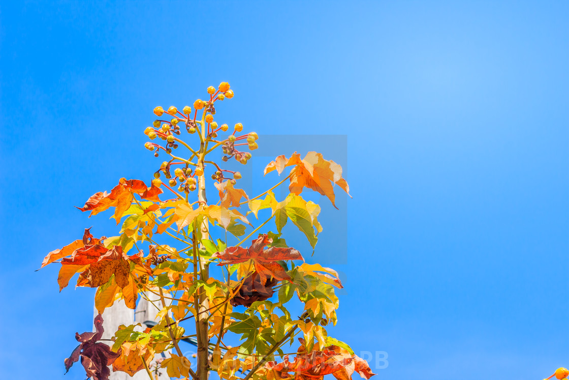 Red Leaves And Yellow Young Bud Of Silk Cotton Tree Flower Cochlospermum License Download Or Print For 1 24 Photos Picfair