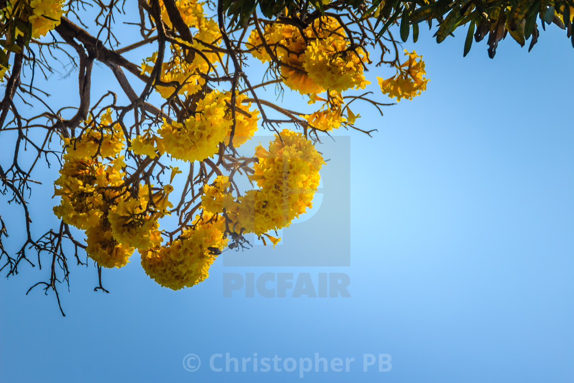 Yellow Flowers On Silver Trumpet Tree Tabebuia Aurea With Blue Sky License Download Or Print For 1 24 Photos Picfair