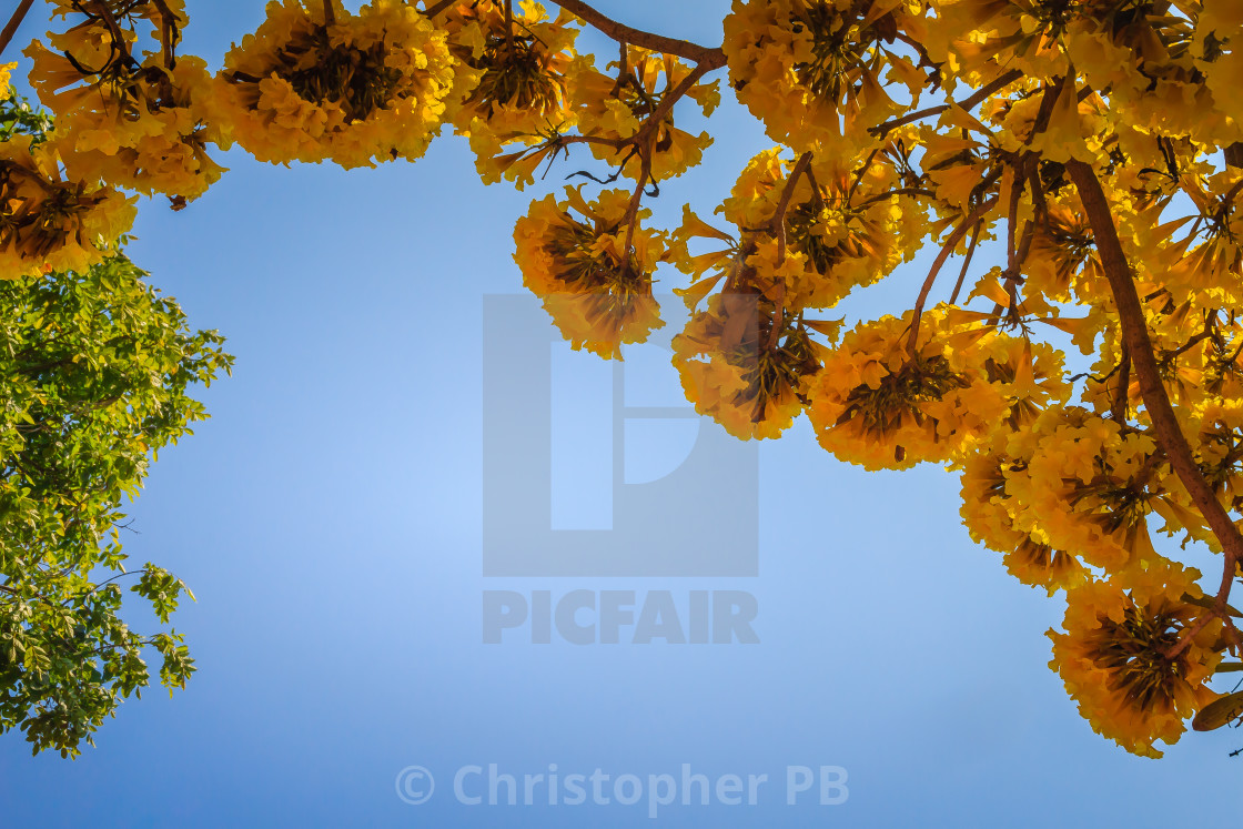 Yellow Flowers On Silver Trumpet Tree Tabebuia Aurea With Blue Sky License Download Or Print For 1 24 Photos Picfair
