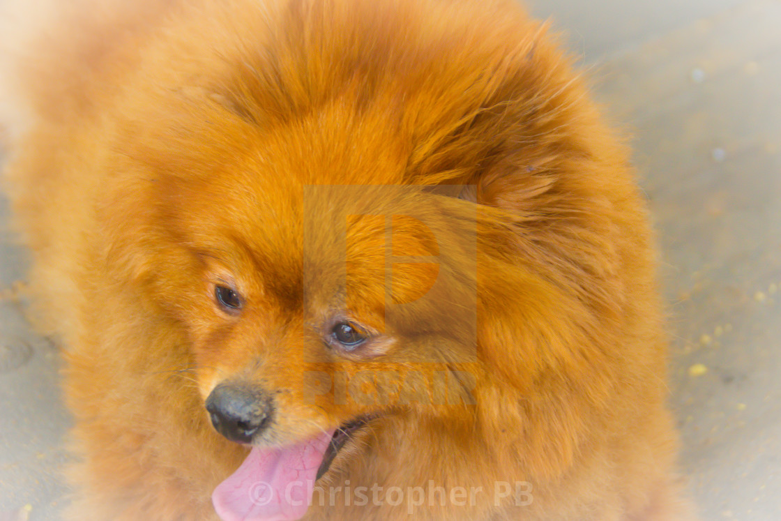 Cute Orange Pomeranian Dog On Footpath The Pomeranian Dog Also Known As License Download Or Print For 1 24 Photos Picfair