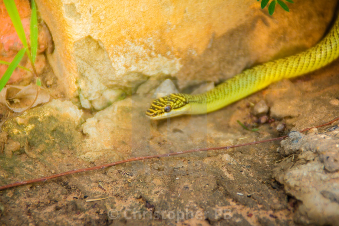 Cute Golden Tree Snake Chrysopelea Ornata Is Slithering On