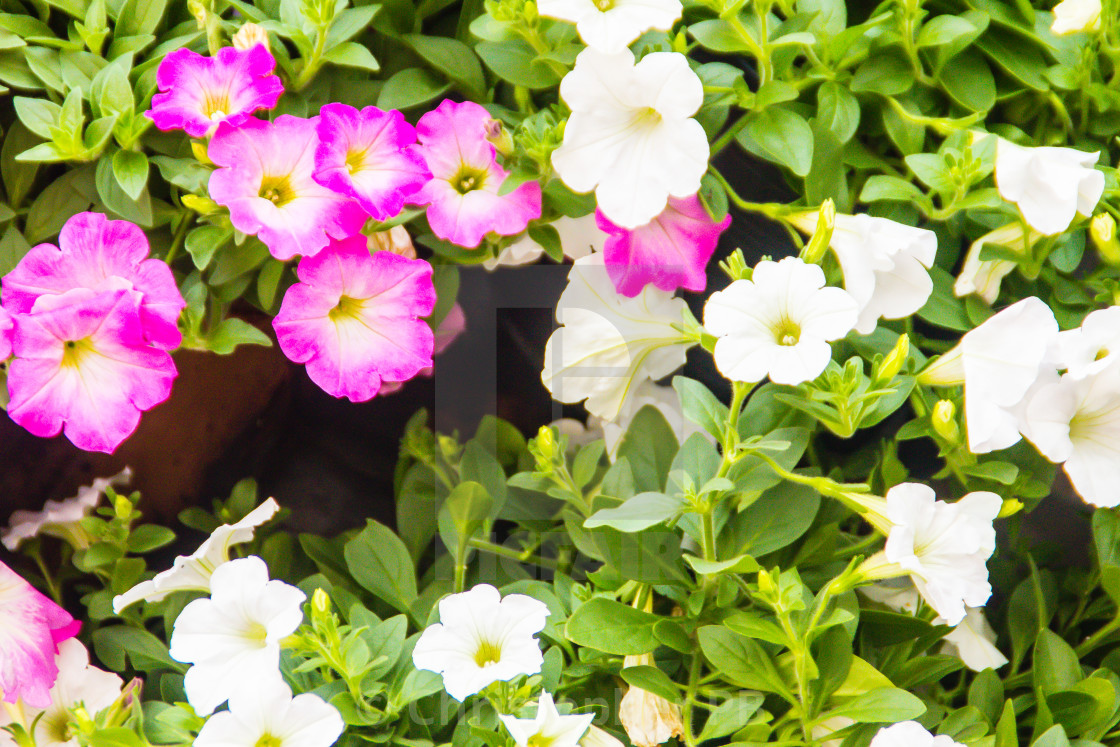 Wallpaper Close Up Beautiful Pink And White Petunia Flowers With Green Free