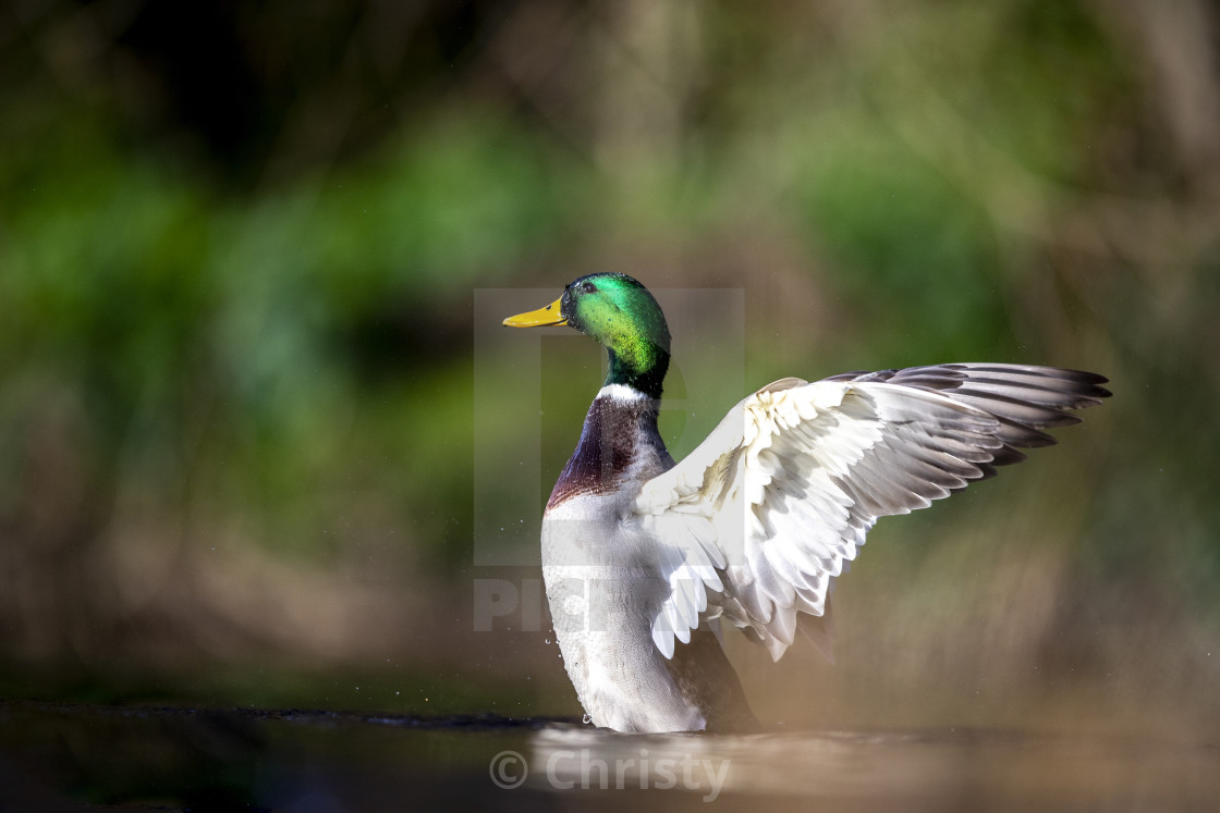 "Millard cleaning" stock image