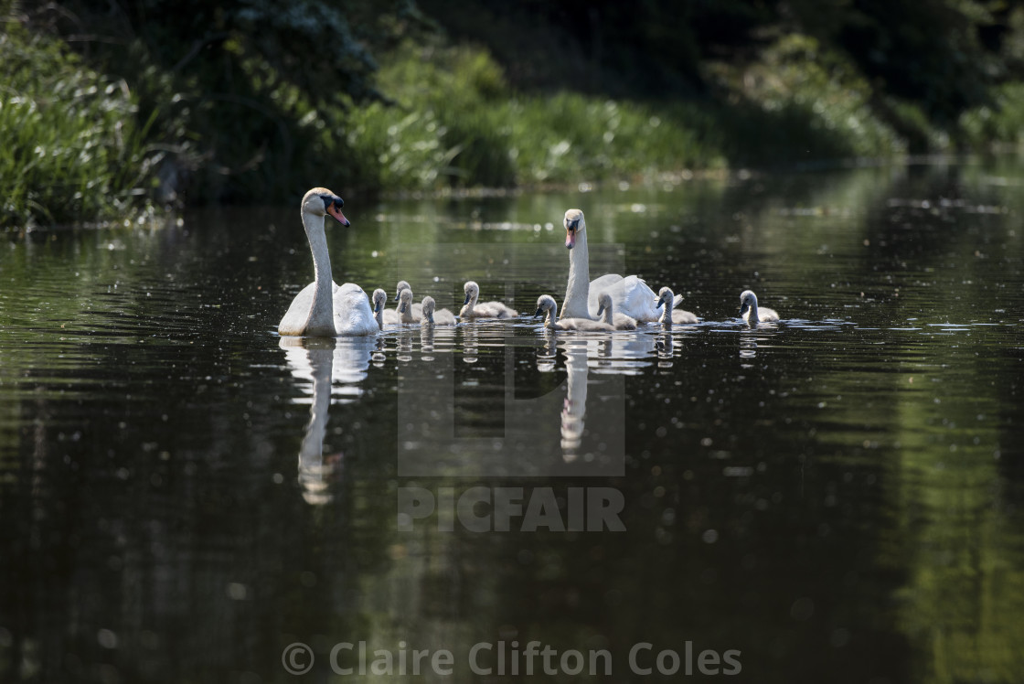 "Swan family" stock image