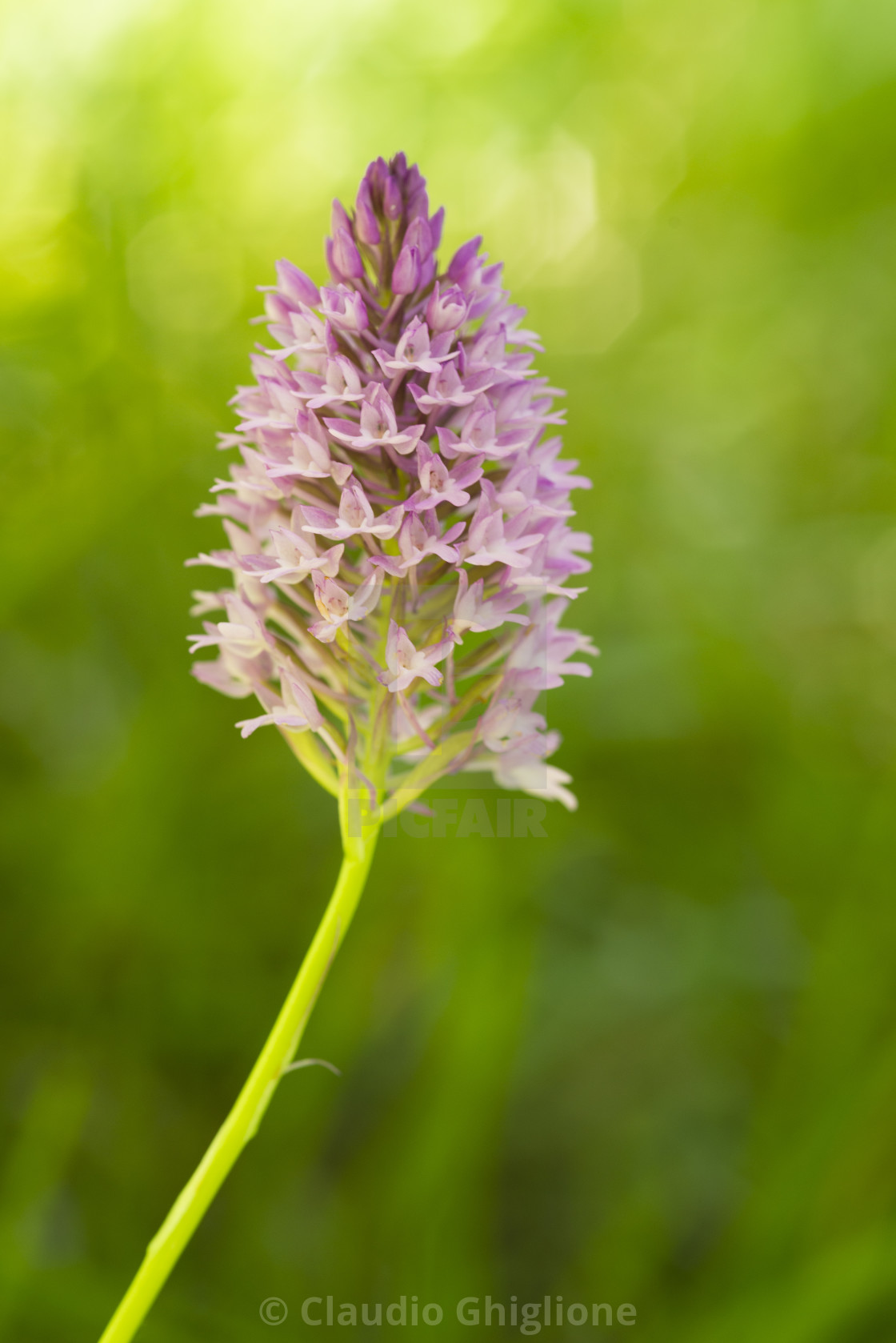 "Wild orchid, Anacamptis piramidalis, bloom detail in its specific habitat" stock image