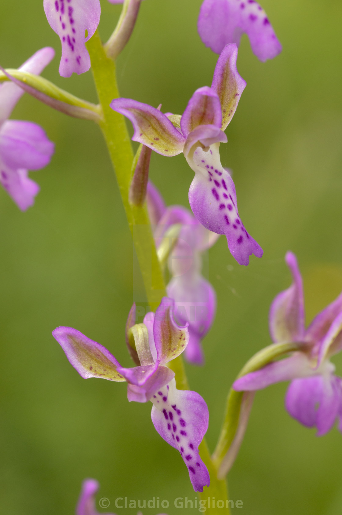 "Wild orchid, Orchis patens, bloom, detail in its specific habitat" stock image