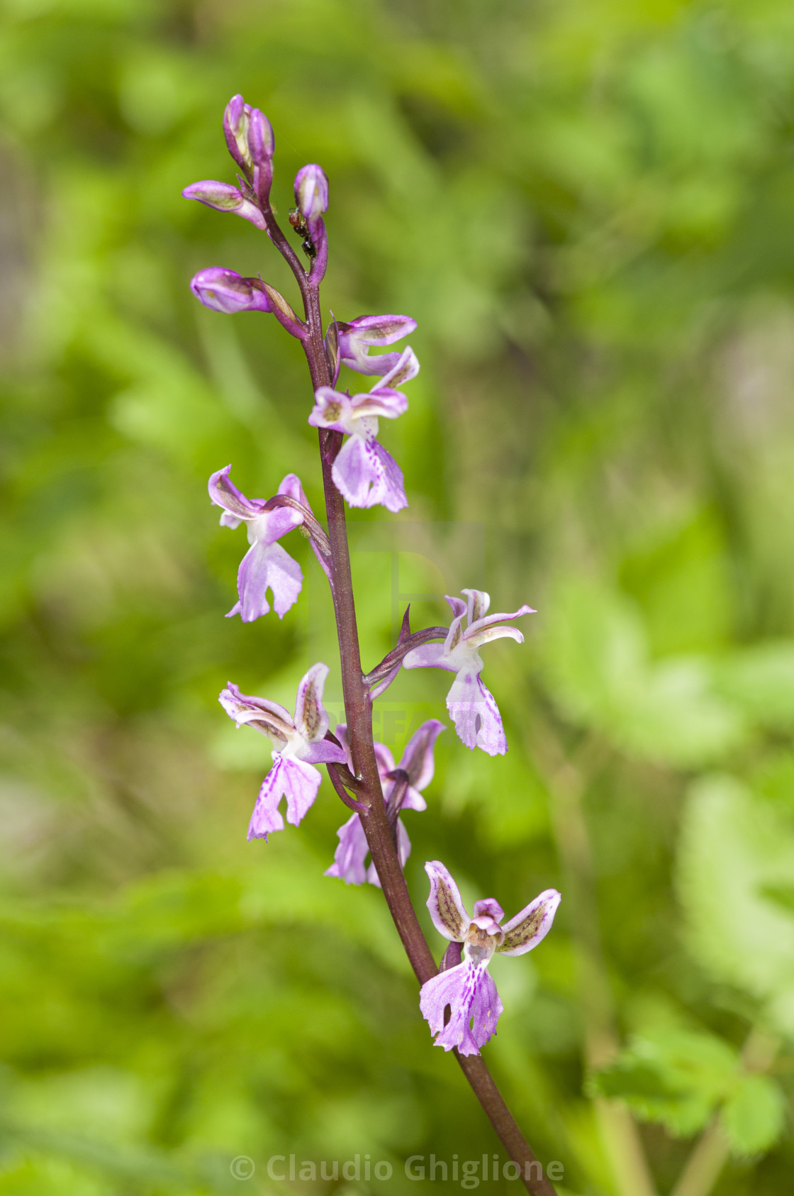 "Wild orchid, Orchis patens, bloom, detail in its specific habitat" stock image